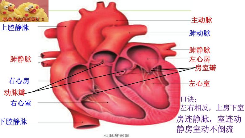 （人教七下）4.4.3 输送血液的泵——心脏 by 小薯课件第6页