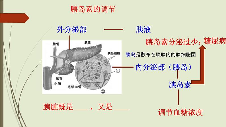 初中生物七下第四节 激素调节 课件（21张PPT）第5页