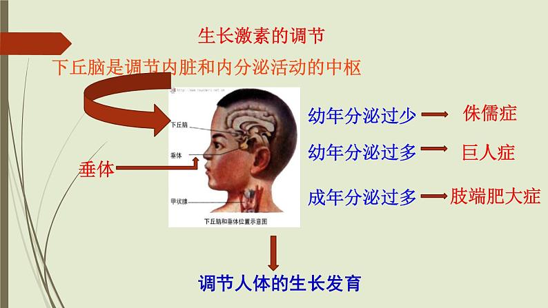 初中生物七下第四节 激素调节 课件（21张PPT）第6页