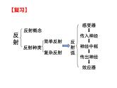 人教版 七下 4.6.4 激素调节课件（33张PPT）