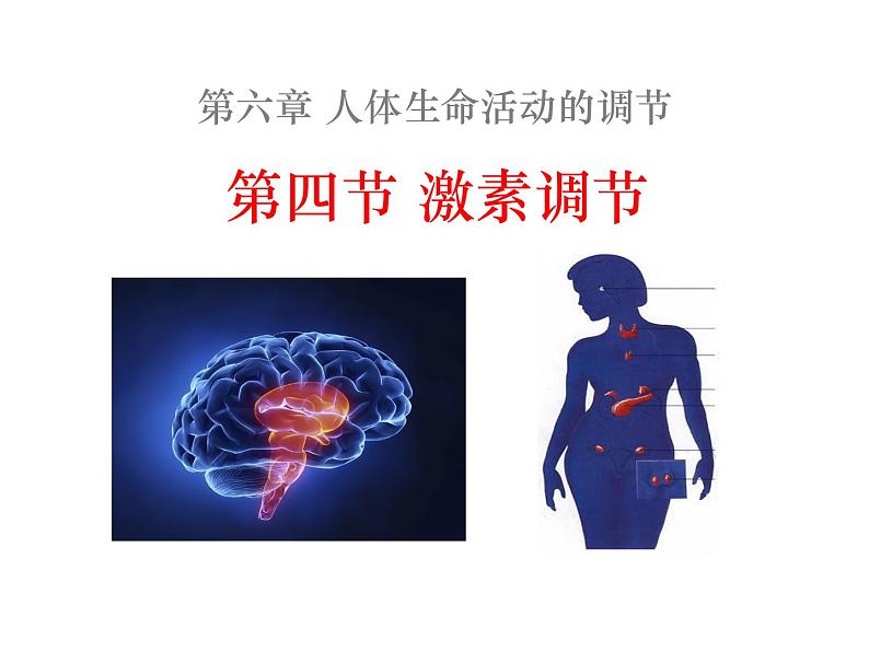 人教版 七下 4.6.4 激素调节课件（33张PPT）02