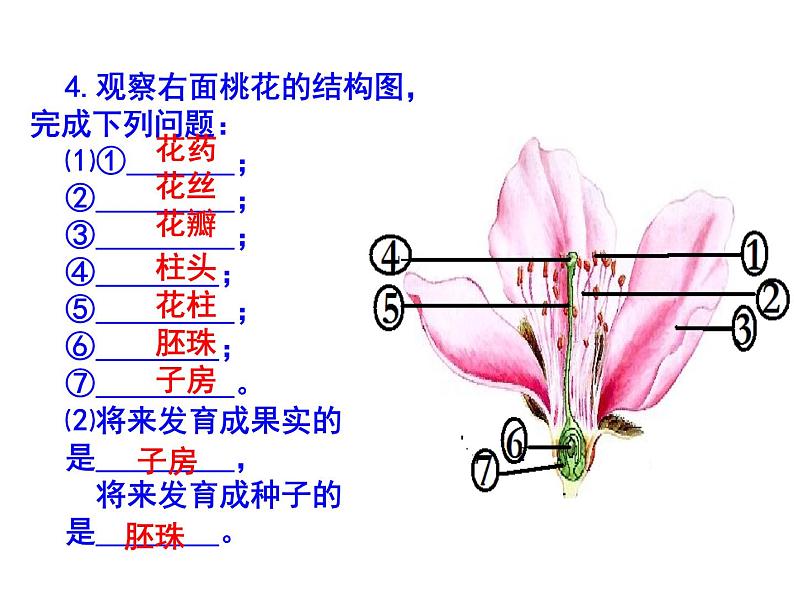 初中生物中考识图课件第8页