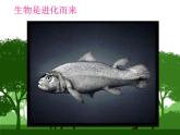 2020--2021学年人教版八年级生物下册 7.3.2 生物进化的历程 课件