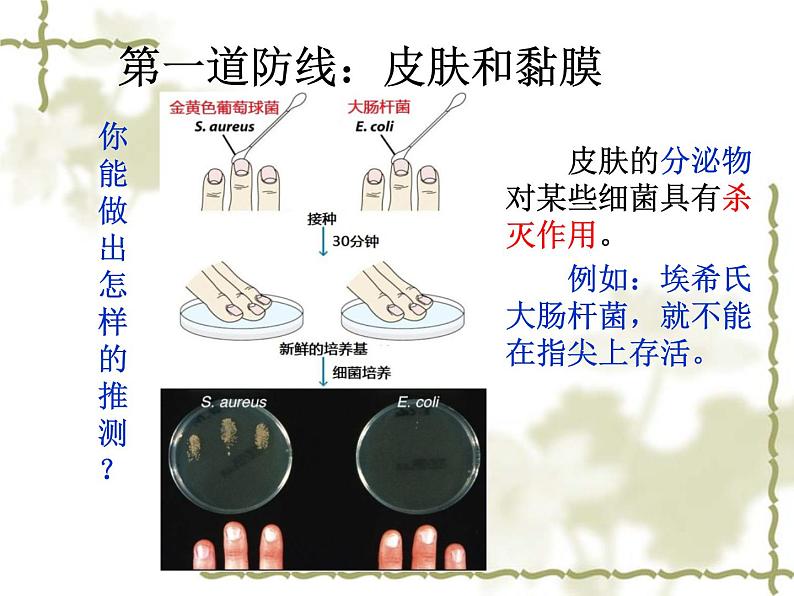 2020-2021学年人教版生物八年级下册8.1.2免疫与计划免疫课件第7页