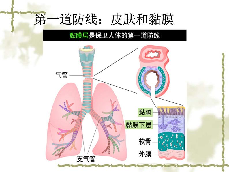 2020-2021学年人教版生物八年级下册8.1.2免疫与计划免疫课件第8页