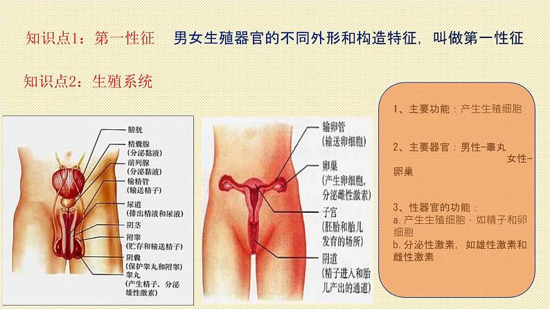 第二节 人的生殖第2页