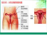 第二节 人的生殖 课件