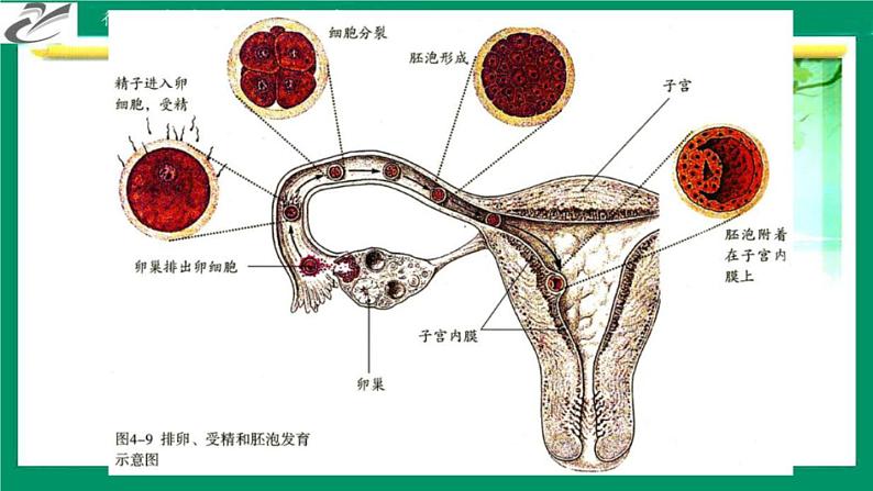 第二节 人的生殖第4页