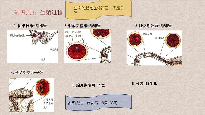 第二节 人的生殖第5页