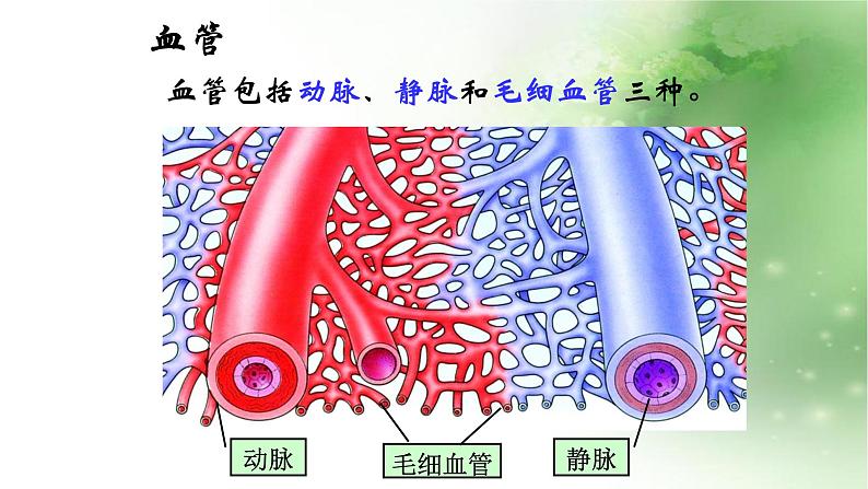 人教版初中生物七年级下册第四单元第四章 第3节 输送血液的泵-心脏 课件（18张PPT）第2页