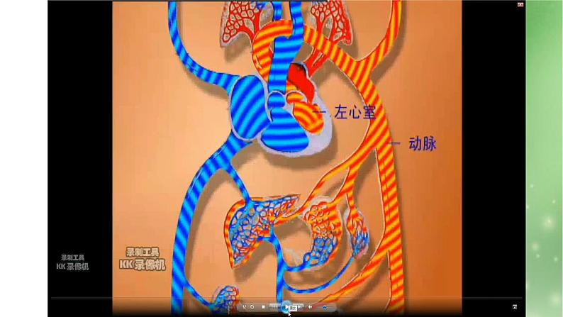 人教版初中生物七年级下册第四单元第四章 第3节 输送血液的泵-心脏 课件（18张PPT）第8页