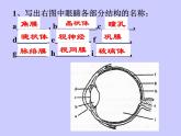 人教版生物七年级下册6.1人体对外界环境的感知  课件（16张PPT）