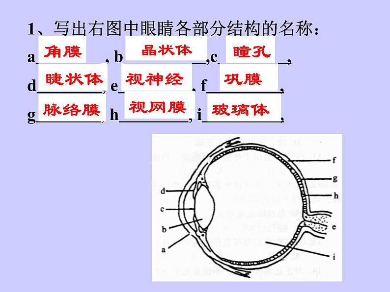 人教版生物七年级下册6.1人体对外界环境的感知  课件（16张PPT）第2页