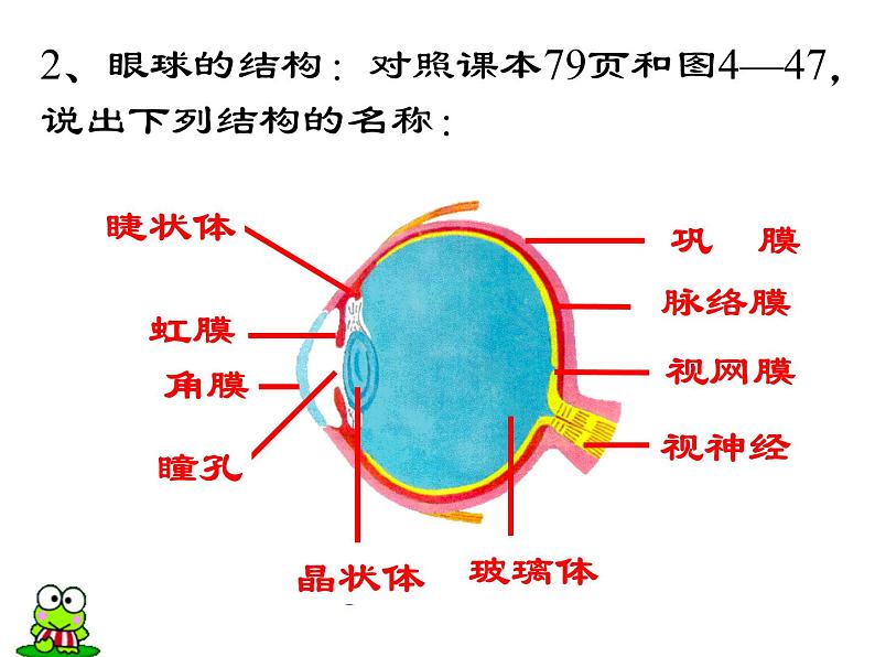 人教版生物七年级下册6.1人体对外界环境的感知  课件（16张PPT）第5页