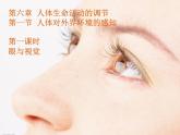 人教版生物七年级下册4.6.1人体对外界环境的感知  课件（14张PPT）