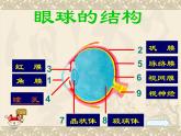 人教版生物七年级下册4.6.1人体对外界环境的感知  课件（14张PPT）
