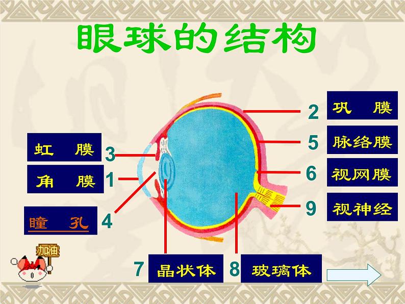 人教版生物七年级下册4.6.1人体对外界环境的感知  课件（14张PPT）05