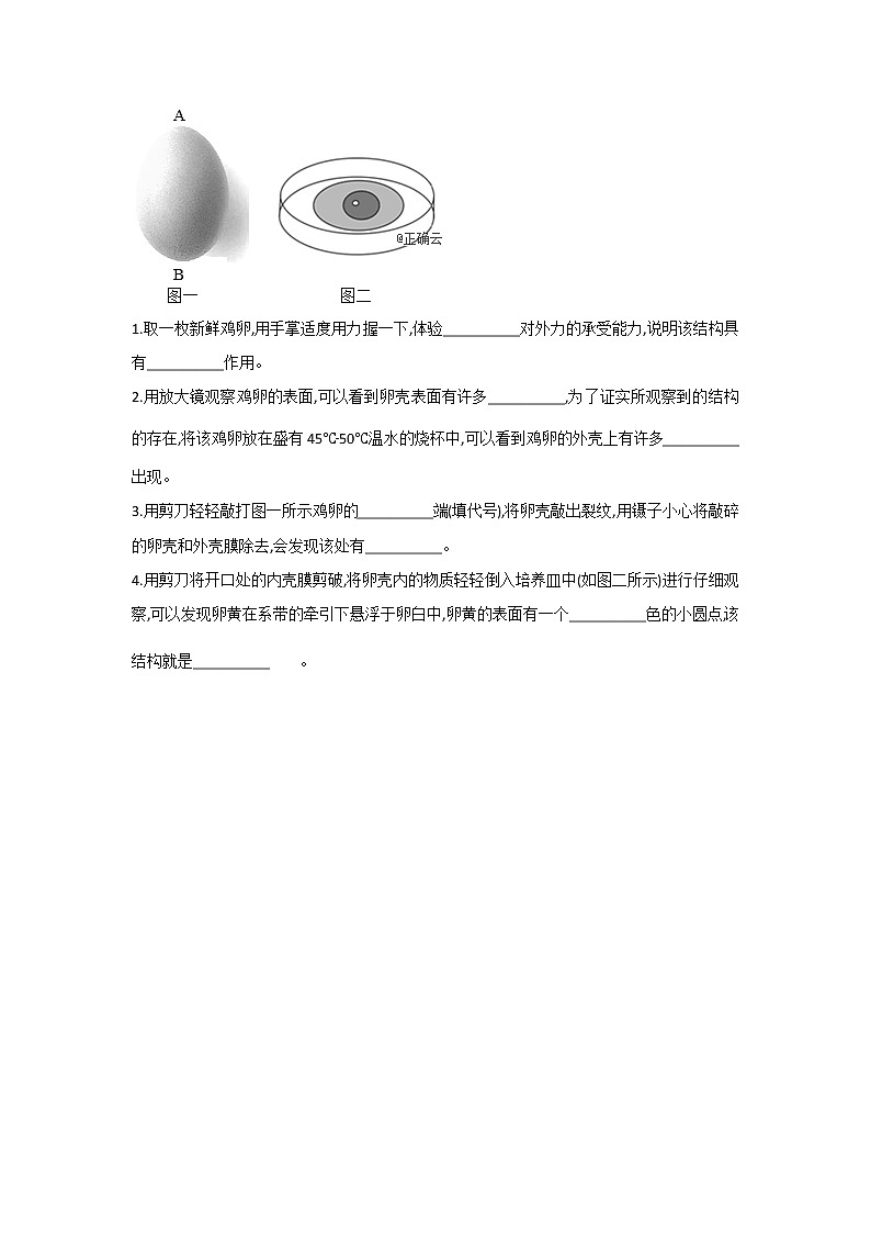 2021年中考生物重难实验冲刺练习：观察鸡卵的结构（答案解析版）03