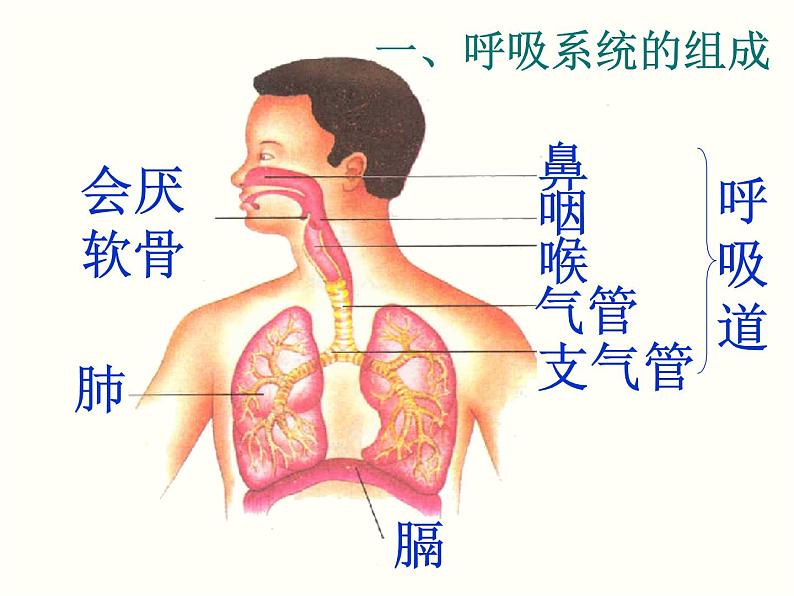 人教版初中生物七年级下册第四单元第三章 第1节  呼吸道对空气的处理  课件（19张PPT）02