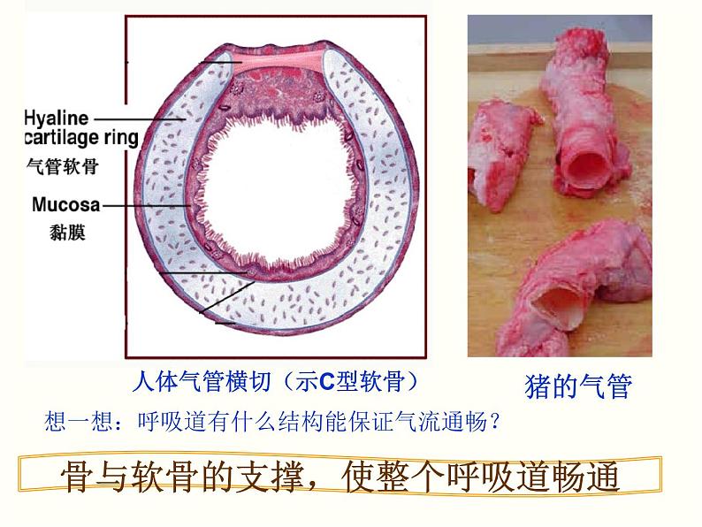 人教版初中生物七年级下册第四单元第三章 第1节  呼吸道对空气的处理  课件（19张PPT）04