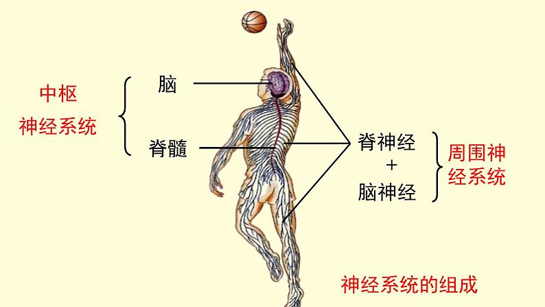 京改版生物七年级下册课件 8.1 神经系统的组成（17张PPT）03