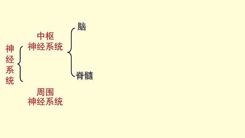 京改版生物七年级下册课件 8.1 神经系统的组成（17张PPT）04