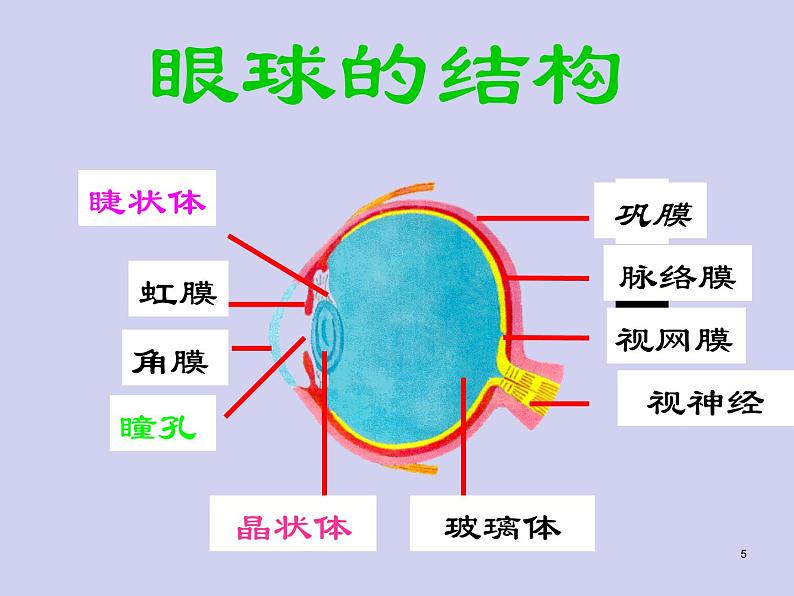 人教版生物七年级下册6.1人体对外界环境的感知（第1课时）课件（16张PPT）05