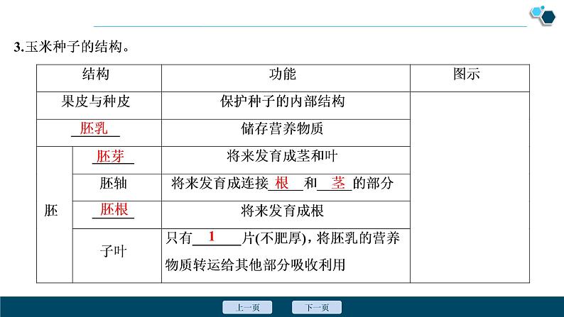 1 第一章　生物圈中有哪些绿色植物 课件08