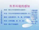 人教版生物七年级下册4.6.1 人体对外界环境的感知 课件