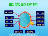 人教版生物七年级下册4.6.1 人体对外界环境的感知 课件
