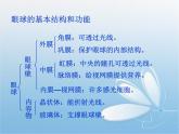 人教版生物七年级下册4.6.1 人体对外界环境的感知 课件