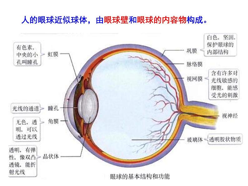 人教版生物七年级下册4.6.1 人体对外界环境的感知 课件（33张PPT）第6页