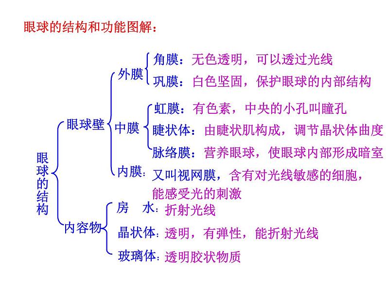 人教版生物七年级下册4.6.1 人体对外界环境的感知 课件（33张PPT）07