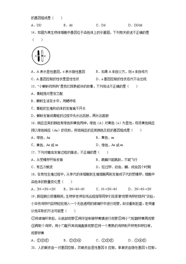 河南省郑州市金水区2020-2021学年八年级下学期期中联考生物试题（word版 含答案）03