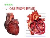 人教版生物七年级下册 第四章 第3节 输送血液的泵——心脏 课件（54张PPT）