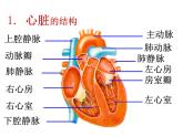 人教版生物七年级下册 第四章 第3节 输送血液的泵——心脏 课件（54张PPT）