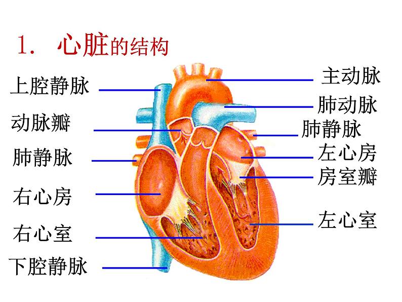 人教版生物七年级下册 第四章 第3节 输送血液的泵——心脏 课件（54张PPT）第4页