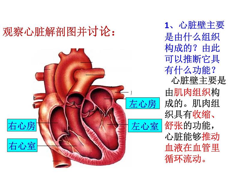 人教版生物七年级下册 第四章 第3节 输送血液的泵——心脏 课件（54张PPT）第6页
