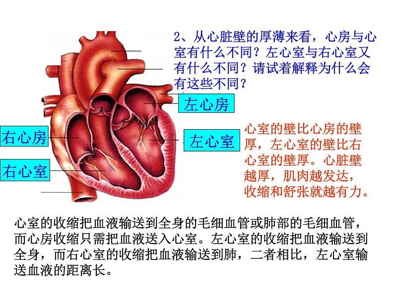 人教版生物七年级下册 第四章 第3节 输送血液的泵——心脏 课件（54张PPT）第7页