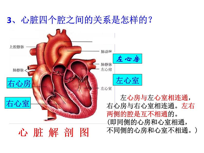 人教版生物七年级下册 第四章 第3节 输送血液的泵——心脏 课件（54张PPT）第8页