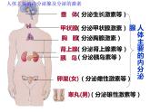 人教版生物七年级下册 4.6.4 激素调节课件（34张PPT）