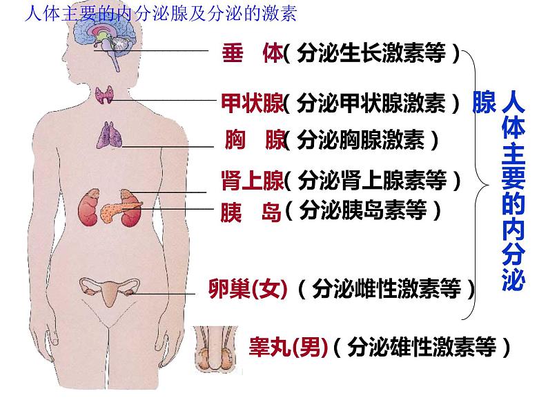 人教版生物七年级下册 4.6.4 激素调节课件（34张PPT）第5页