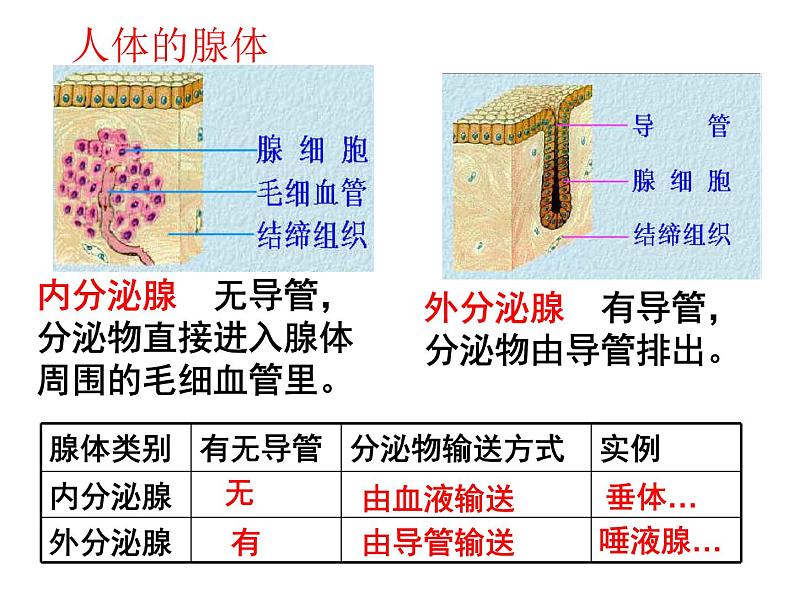 人教版生物七年级下册 4.6.4 激素调节课件（34张PPT）第6页