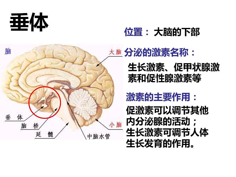 人教版生物七年级下册 4.6.4 激素调节课件（34张PPT）第7页