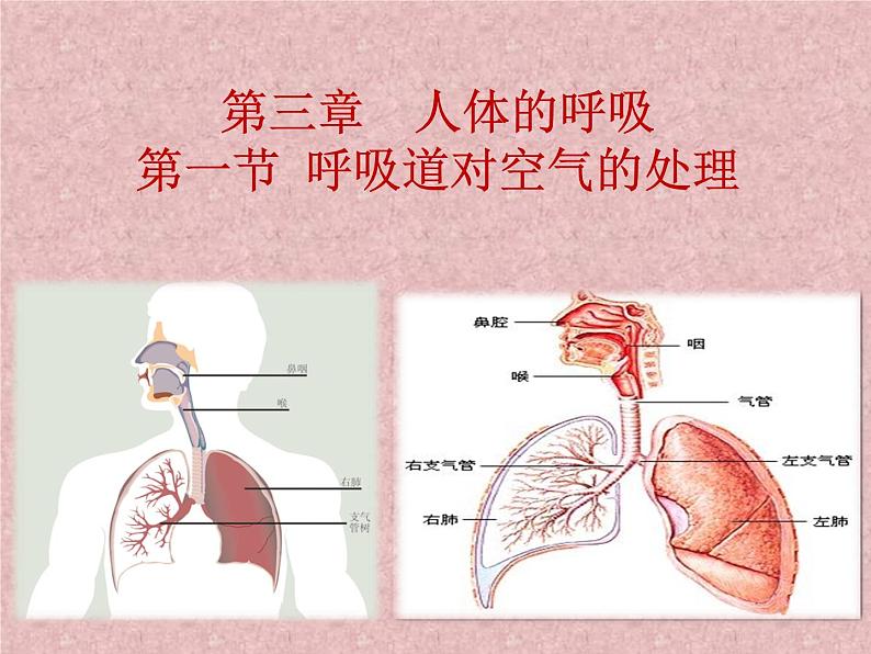 人教版生物七年级下册第四单元第三章 第1节  呼吸道对空气的处理  课件（31张PPT）第2页