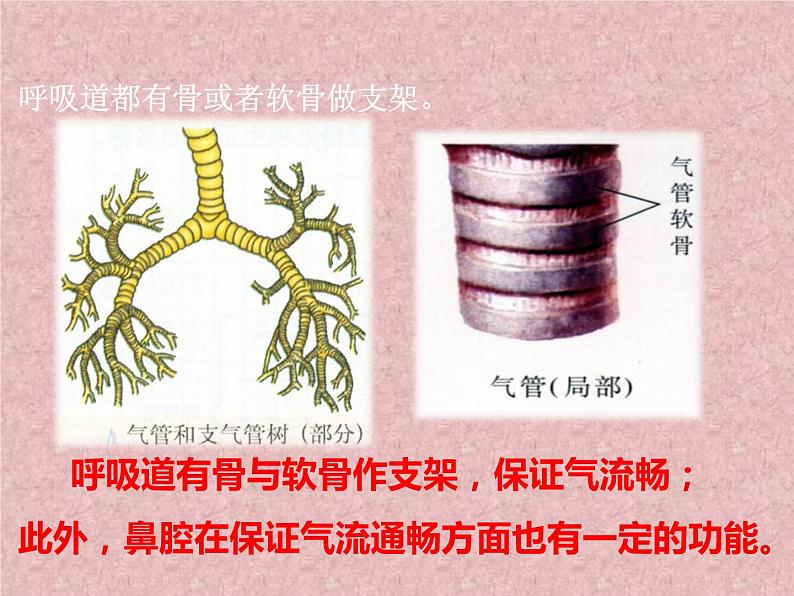 人教版生物七年级下册第四单元第三章 第1节  呼吸道对空气的处理  课件（31张PPT）第8页