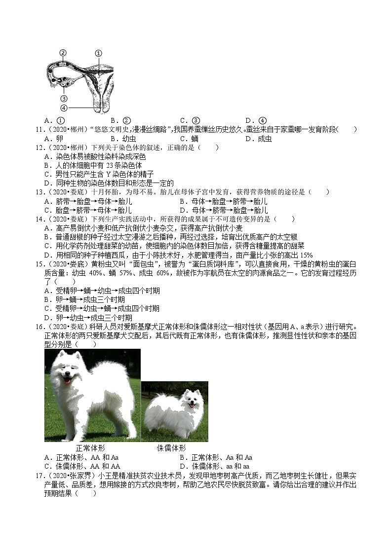 湖南省2019、2020年中考 （6）——生物的生殖、发育、遗传(含解析) 试卷02