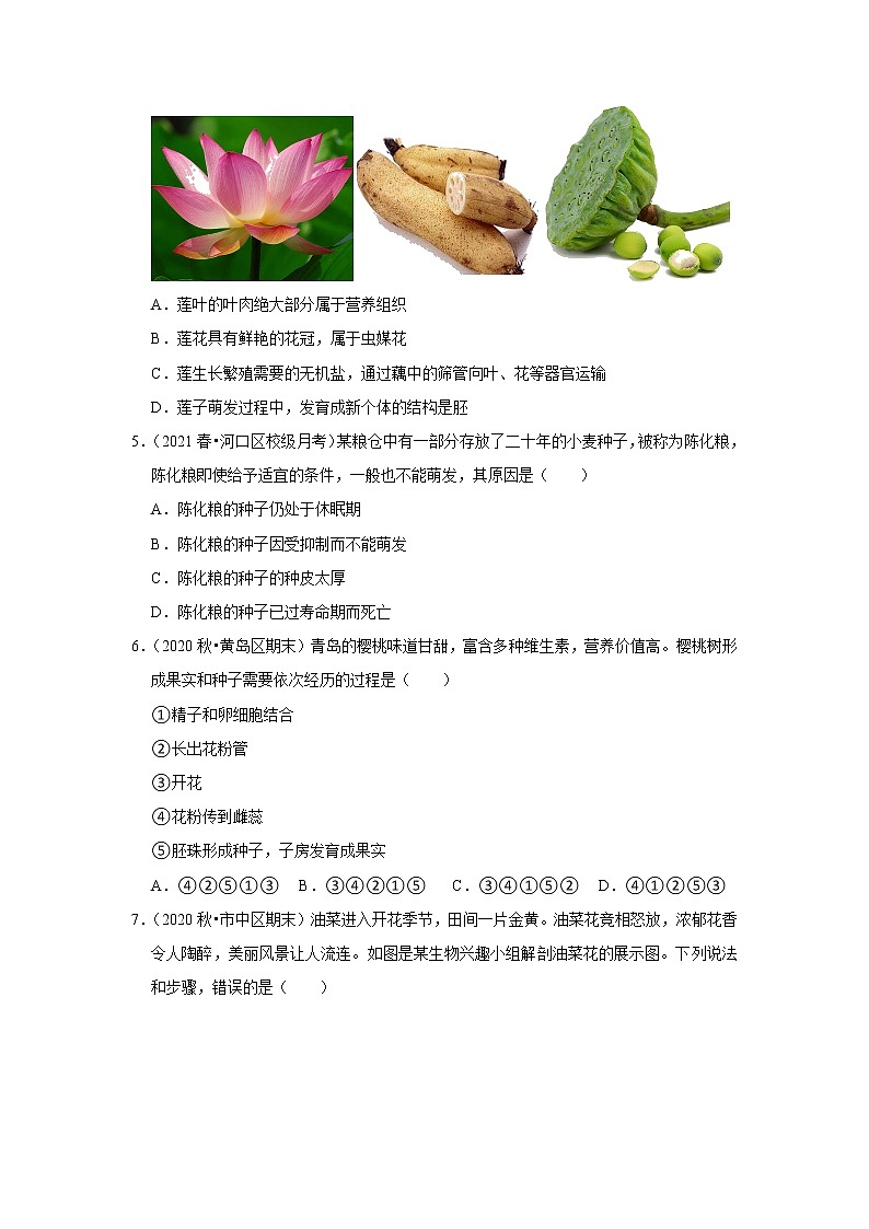 2021年山东中考生物复习专练——专题6植物的一生02
