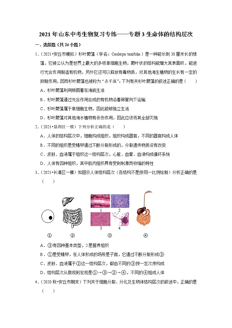 2021年山东中考生物复习专练——专题3生命体的结构层次01