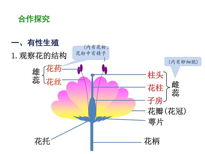 7.1.1 植物的生殖 课件第5页